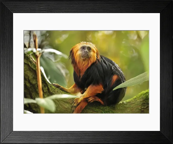 Framed Print : Picture No. 10909430 Framed Print : Picture No. 10909430