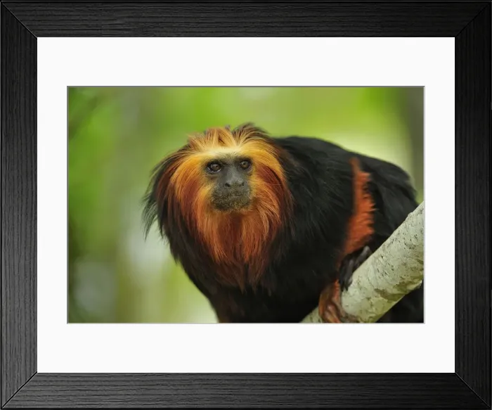 Framed Print : Picture No. 10909432 Framed Print : Picture No. 10909432