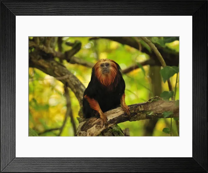 Framed Print : Picture No. 10909434 Framed Print : Picture No. 10909434