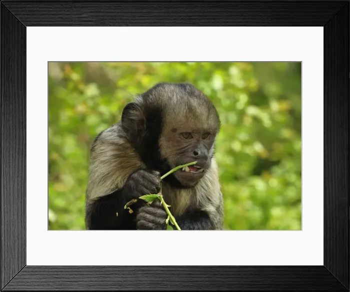 Framed Print : Picture No. 10909437 Framed Print : Picture No. 10909437