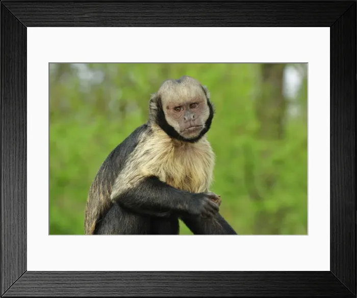 Framed Print : Picture No. 10909441 Framed Print : Picture No. 10909441