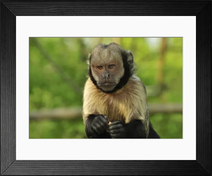 Framed Print : Picture No. 10909442 Framed Print : Picture No. 10909442