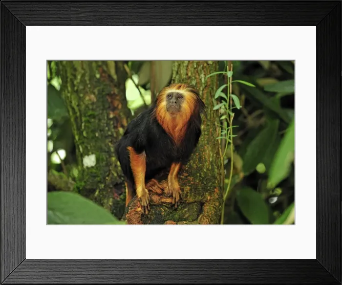 Framed Print : Picture No. 10909435 Framed Print : Picture No. 10909435