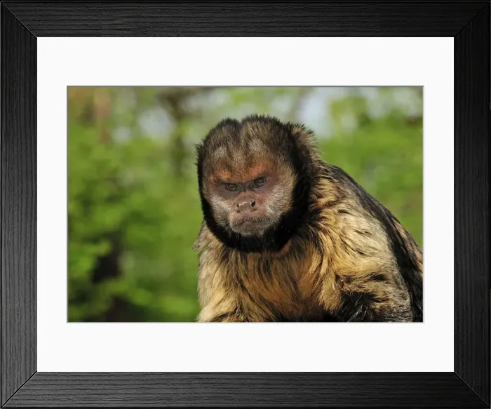 Framed Print : Picture No. 10909438 Framed Print : Picture No. 10909438