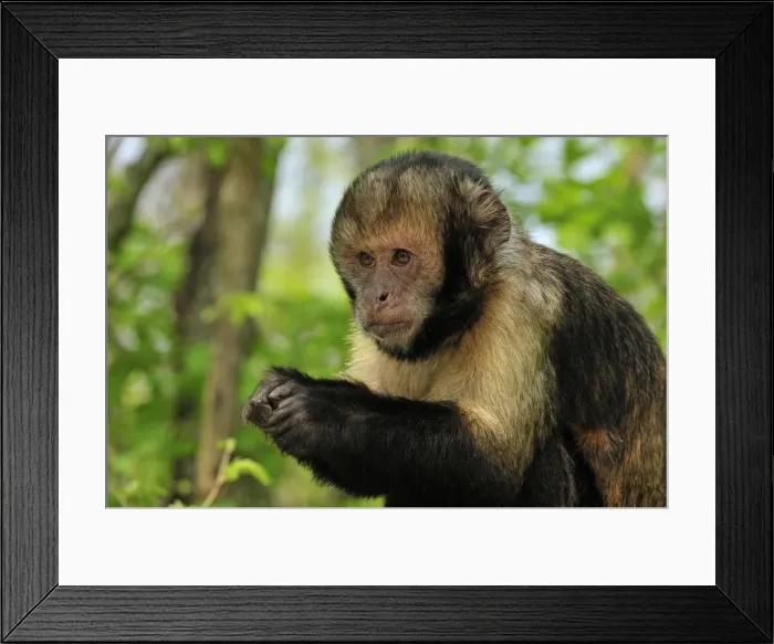 Framed Print : Picture No. 10909439 Framed Print : Picture No. 10909439