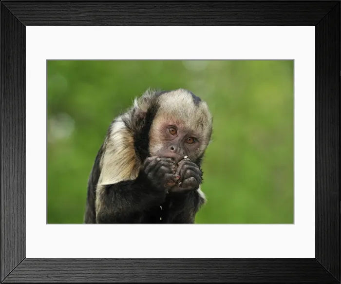 Framed Print : Picture No. 10909440 Framed Print : Picture No. 10909440