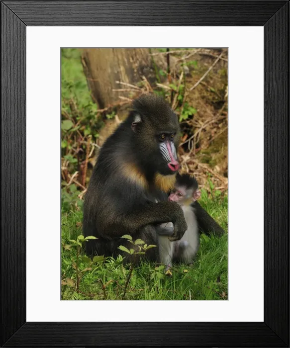 Framed Print : Picture No. 10909443 Framed Print : Picture No. 10909443