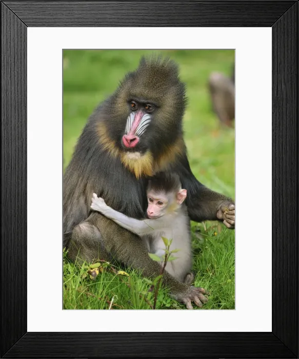Framed Print : Picture No. 10909446 Framed Print : Picture No. 10909446
