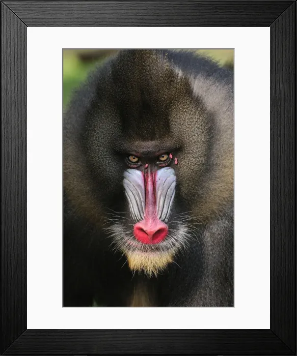 Framed Print : Picture No. 10909448