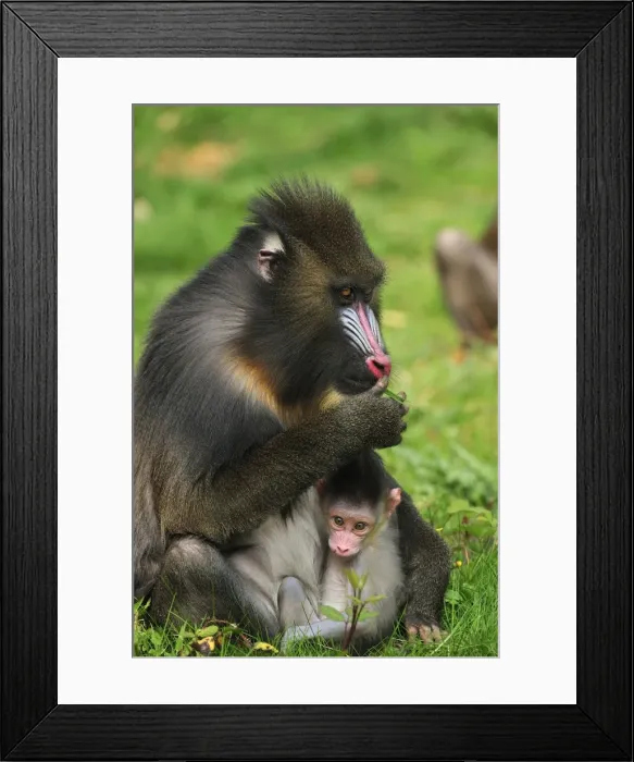 Framed Print : Picture No. 10909444 Framed Print : Picture No. 10909444