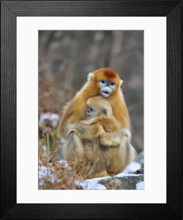 Framed Print : Picture No. 10909600 Framed Print : Picture No. 10909600