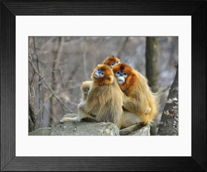 Framed Print : Picture No. 10909602 Framed Print : Picture No. 10909602