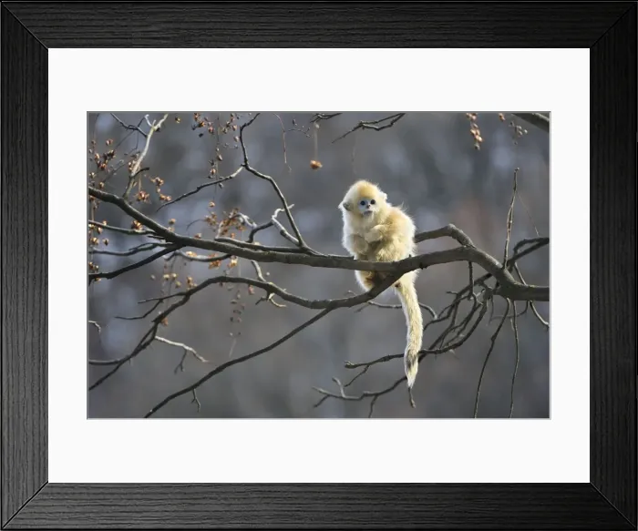 Framed Print : Picture No. 10909604 Framed Print : Picture No. 10909604