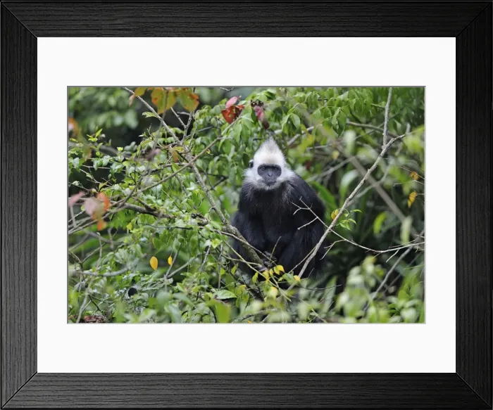 Framed Print : Picture No. 10909608 Framed Print : Picture No. 10909608