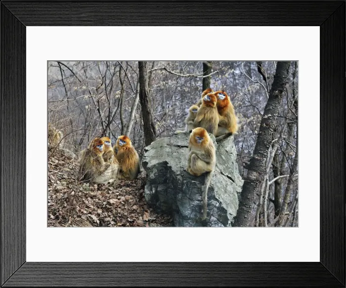 Framed Print : Picture No. 10909603 Framed Print : Picture No. 10909603