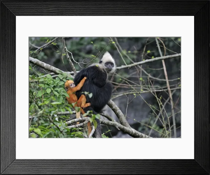 Framed Print : Picture No. 10909610 Framed Print : Picture No. 10909610