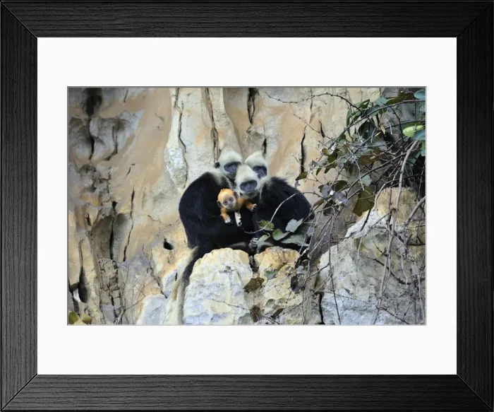 Framed Print : Picture No. 10909615 Framed Print : Picture No. 10909615