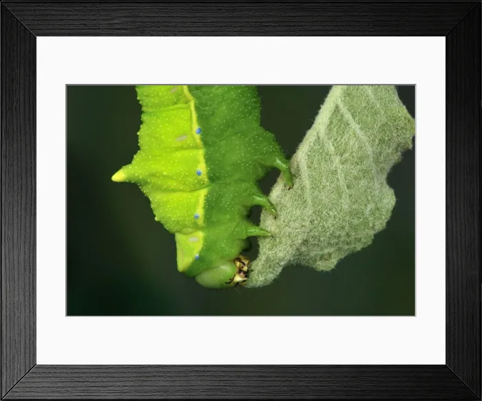 Framed Print : Picture No. 10909620 Framed Print : Picture No. 10909620