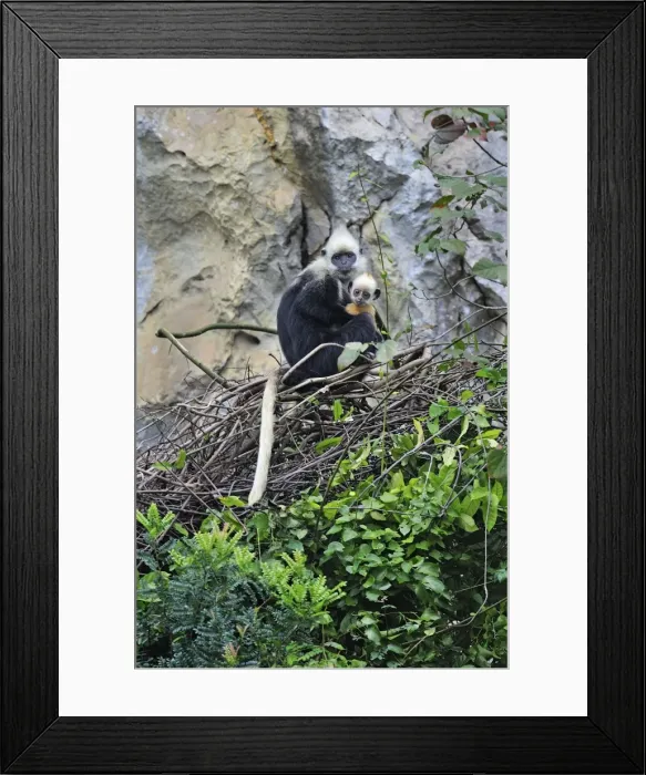 Framed Print : Picture No. 10909614 Framed Print : Picture No. 10909614