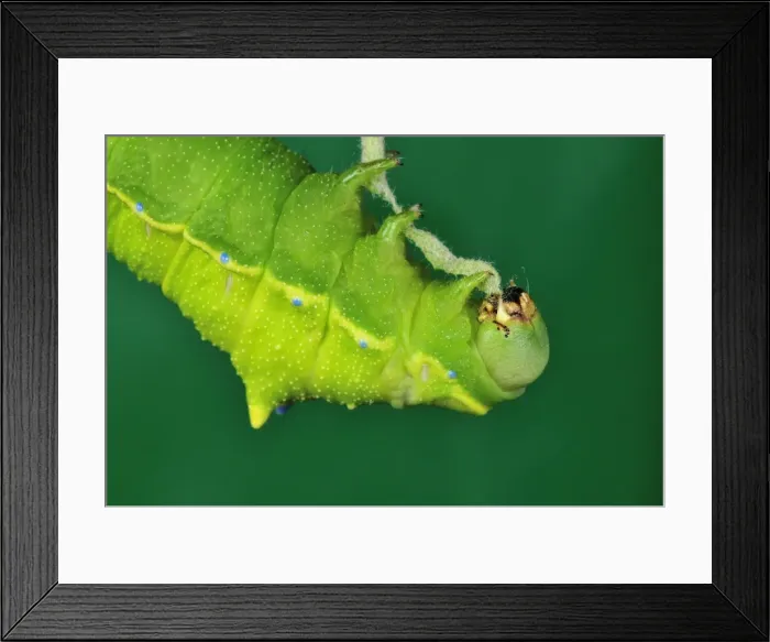 Framed Print : Picture No. 10909621