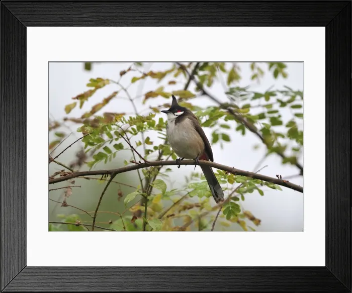 Framed Print : Picture No. 10909619 Framed Print : Picture No. 10909619