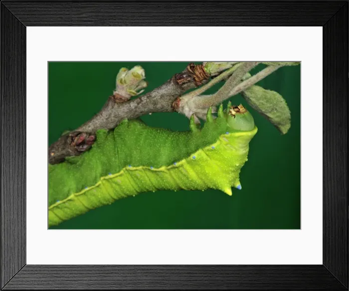 Framed Print : Picture No. 10909623 Framed Print : Picture No. 10909623
