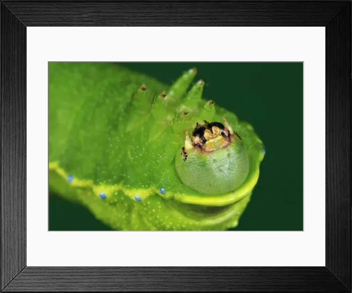 Framed Print : Picture No. 10909624 Framed Print : Picture No. 10909624