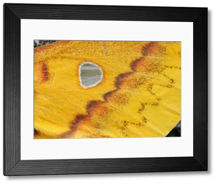 Framed Print : Picture No. 10909627 Framed Print : Picture No. 10909627