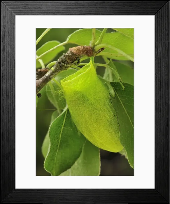 Framed Print : Picture No. 10909625 Framed Print : Picture No. 10909625
