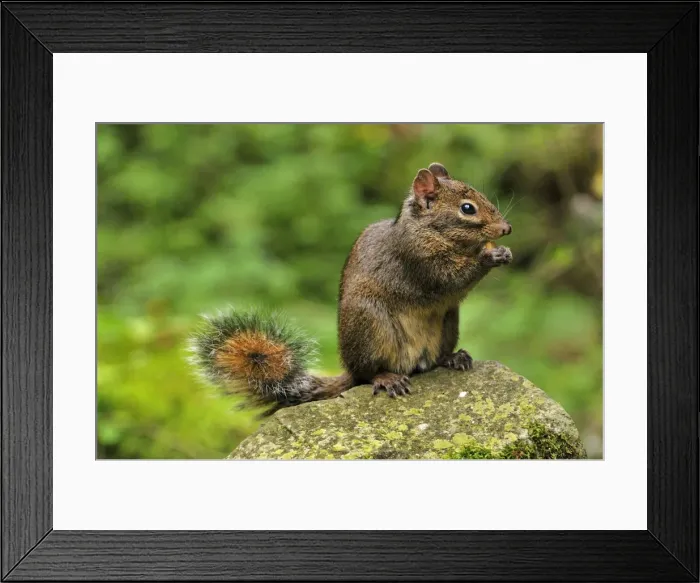 Framed Print : Picture No. 10909630