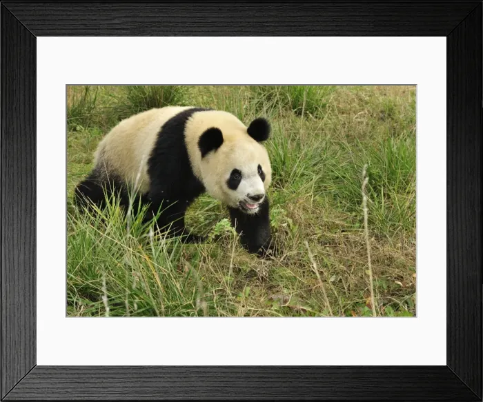 Framed Print : Picture No. 10909632 Framed Print : Picture No. 10909632