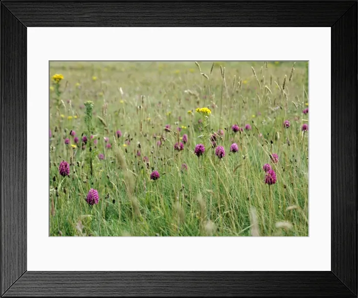 Framed Print : Picture No. 10921783 Framed Print : Picture No. 10921783