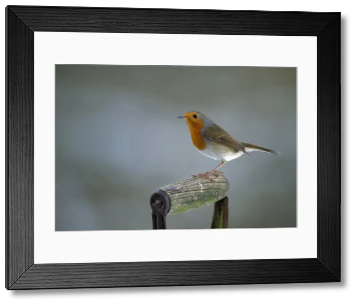 Framed Print : Picture No. 10921784 Framed Print : Picture No. 10921784