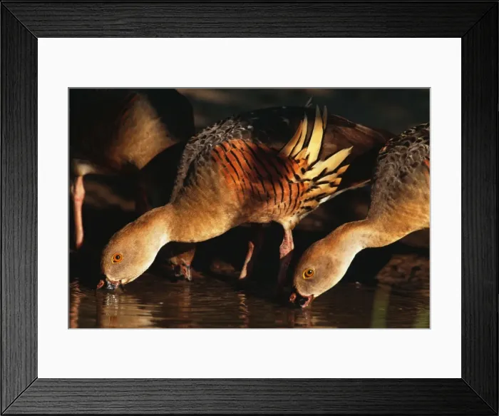 Framed Print : Picture No. 10921785 Framed Print : Picture No. 10921785