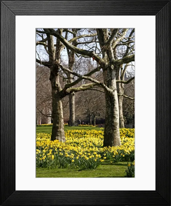 Framed Print : Picture No. 10921790