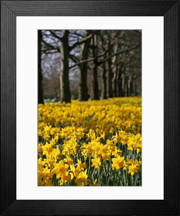 Framed Print : Picture No. 10921792 Framed Print : Picture No. 10921792