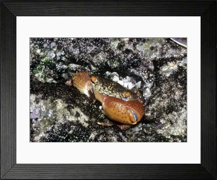 Framed Print : Picture No. 10921787 Framed Print : Picture No. 10921787