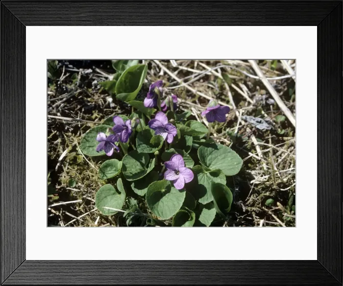 Framed Print : Picture No. 10921788 Framed Print : Picture No. 10921788