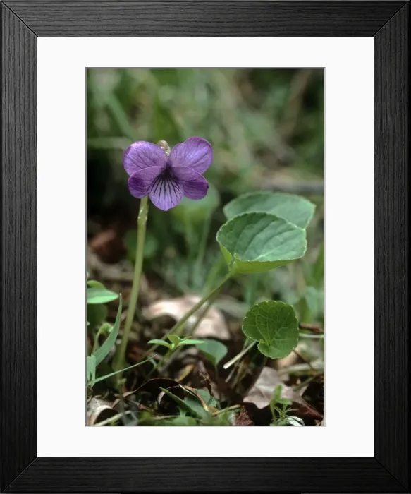 Framed Print : Picture No. 10921786 Framed Print : Picture No. 10921786