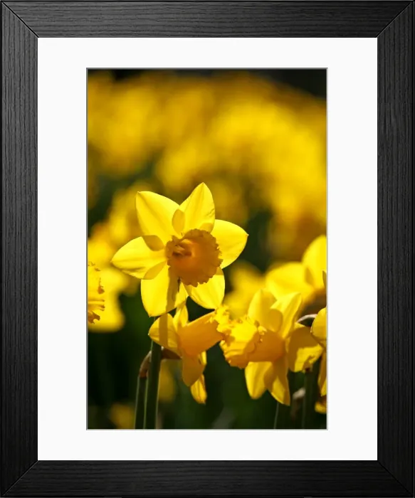 Framed Print : Picture No. 10921796