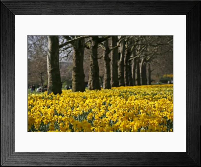 Framed Print : Picture No. 10921793