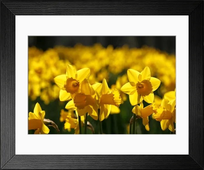 Framed Print : Picture No. 10921795