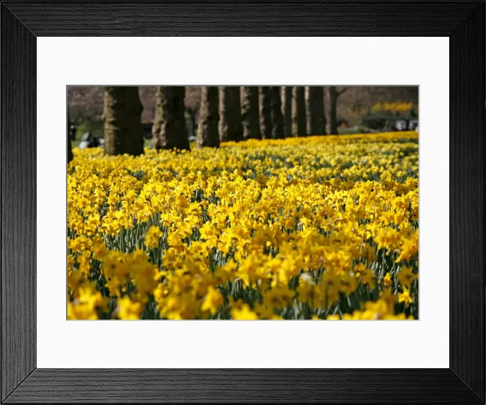 Framed Print : Picture No. 10921794