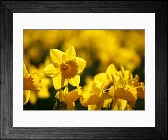 Framed Print : Picture No. 10921797