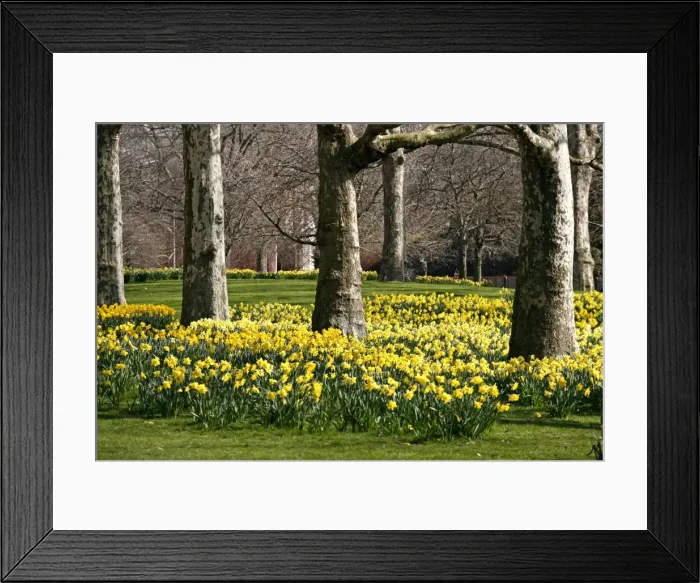 Framed Print : Picture No. 10921791