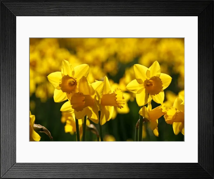 Framed Print : Picture No. 10921798