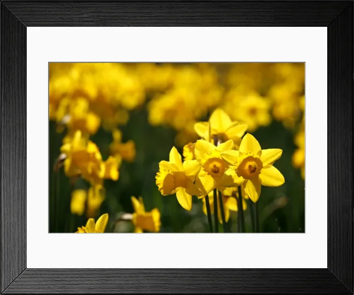 Framed Print : Picture No. 10921799