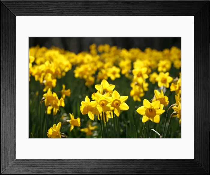 Framed Print : Picture No. 10921800 Framed Print : Picture No. 10921800
