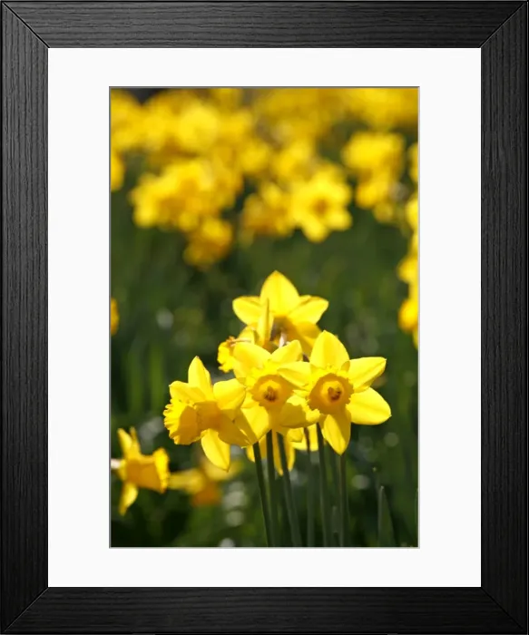 Framed Print : Picture No. 10921801 Framed Print : Picture No. 10921801