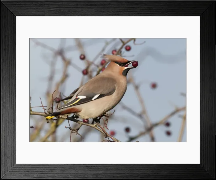 Framed Print : Picture No. 10921806 Framed Print : Picture No. 10921806